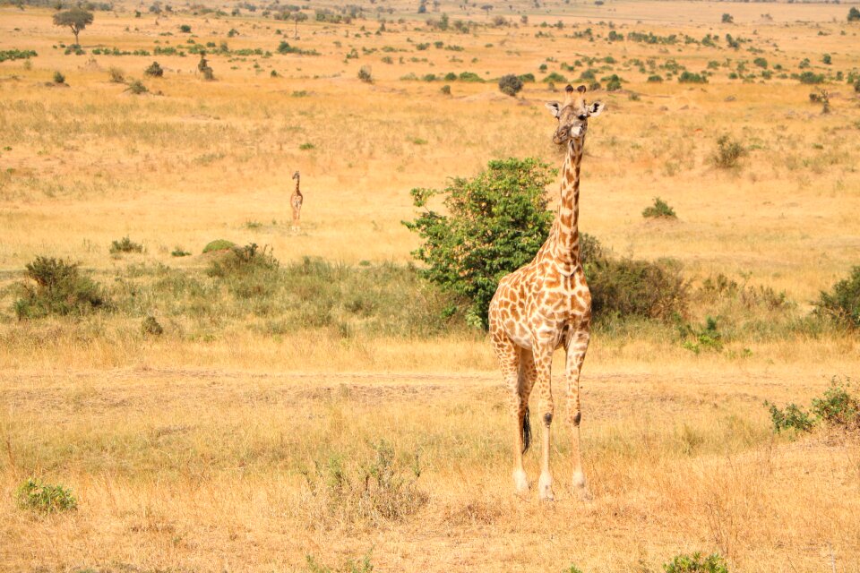 Nature giraffe reserve