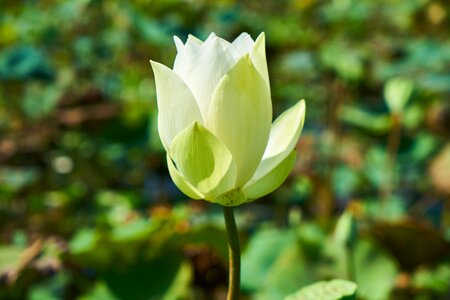 Nature leaves petals