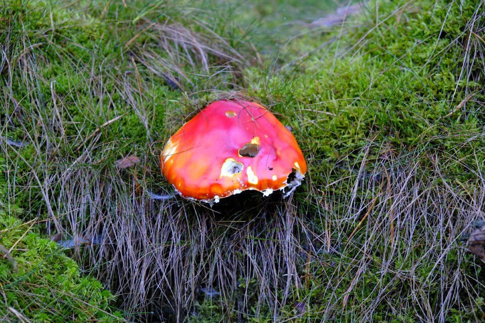 Forest floor forest nature