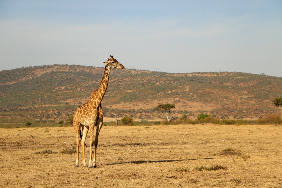Wildlife desert serengeti