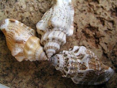 Seaside sand snail