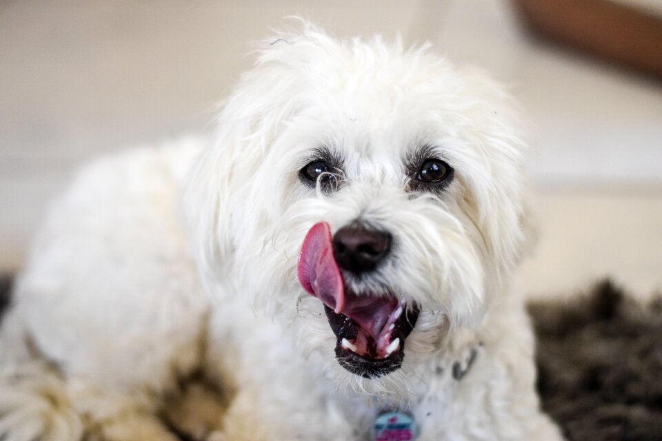 Pet canine maltese poodle