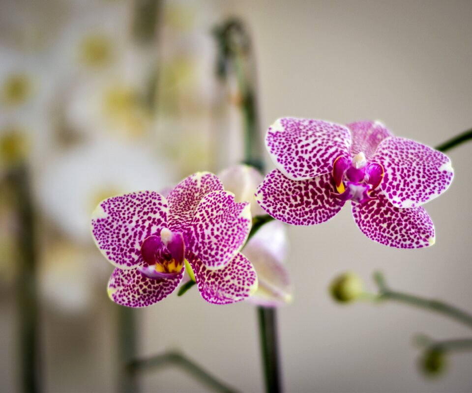 Phalaenopsis tropical nature