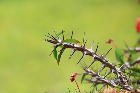 Spine outdoors sharp