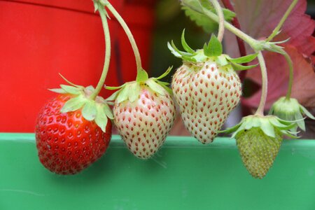 Fruit summer nature