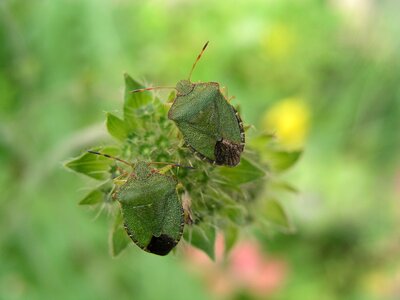 Shield bug bug nature photo