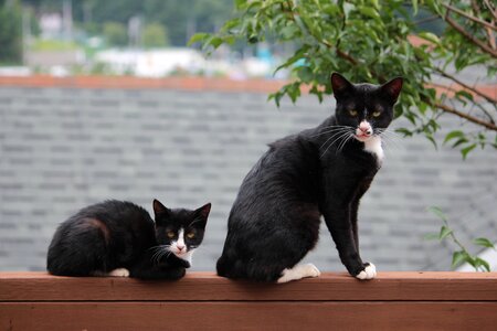 Cat pet baby cats