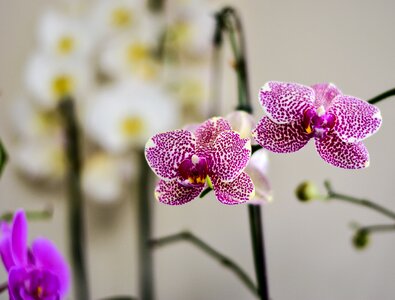 Beautiful floral phalaenopsis