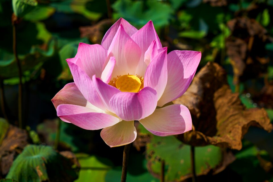 Nature leaves petals