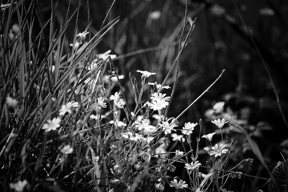 Bloom outlines black and white photo