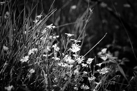 Bloom outlines black and white photo