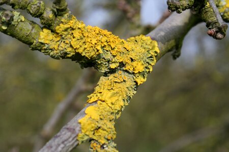 Lichen nature tree photo