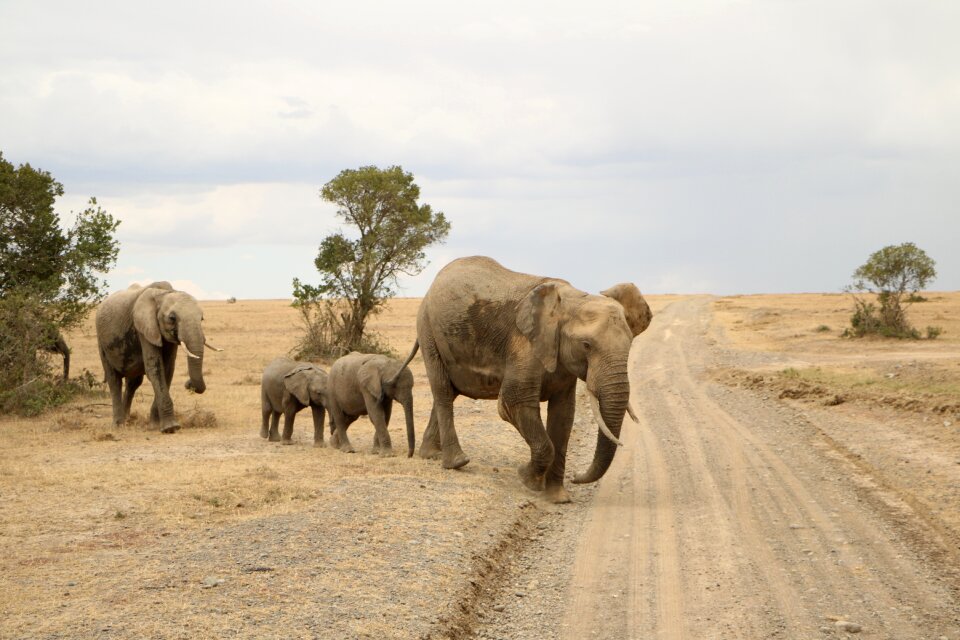 Wildlife safari animal