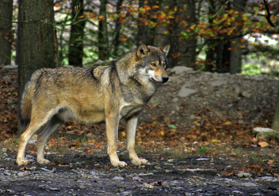 Animal world carnivores wolf