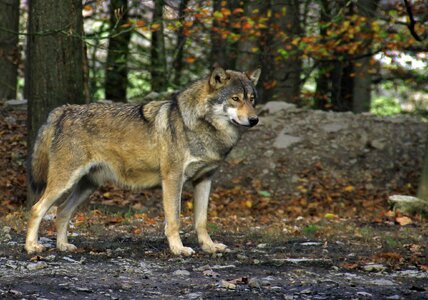 Animal world carnivores wolf photo