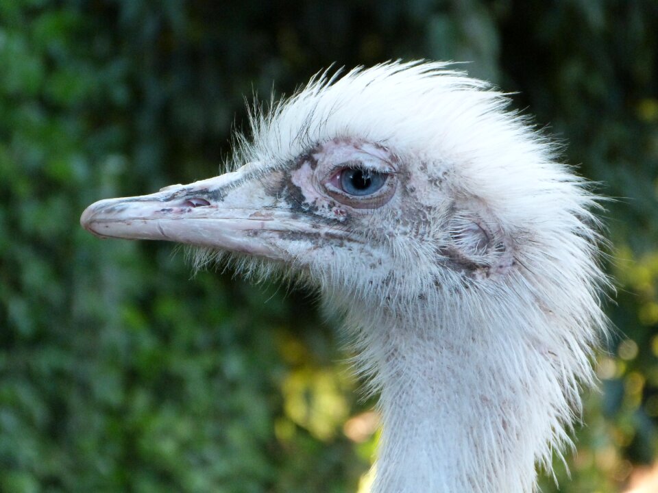 Rhea bird south america