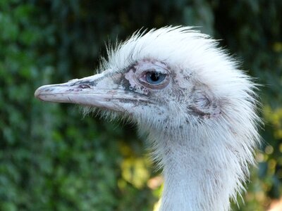 Rhea bird south america photo