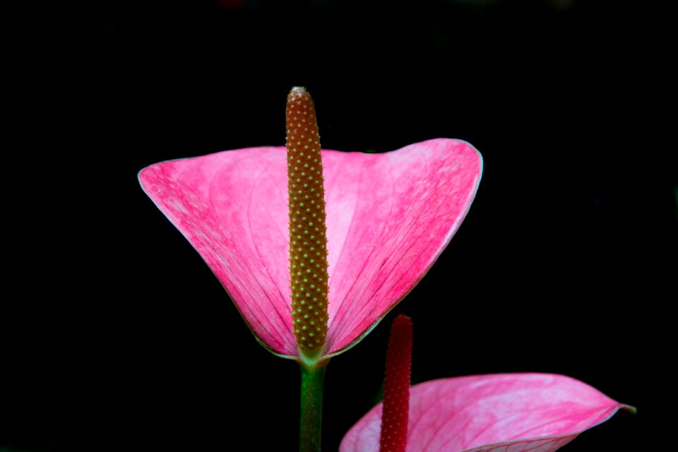 Nature flora petal