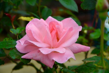 Garden rose flowering color pink photo