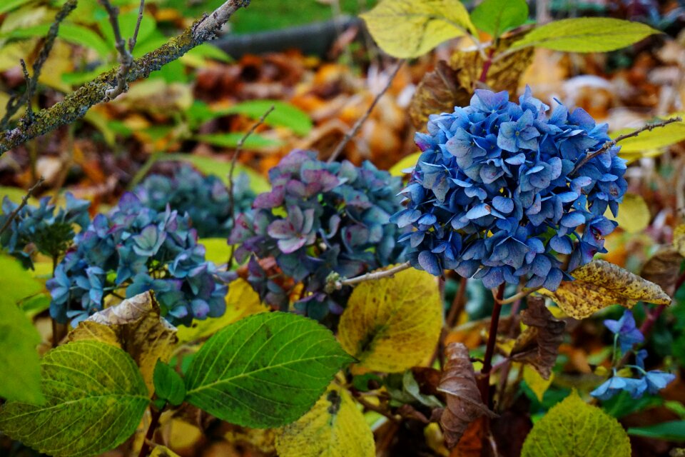 Fall foliage leaves autumn-flowers