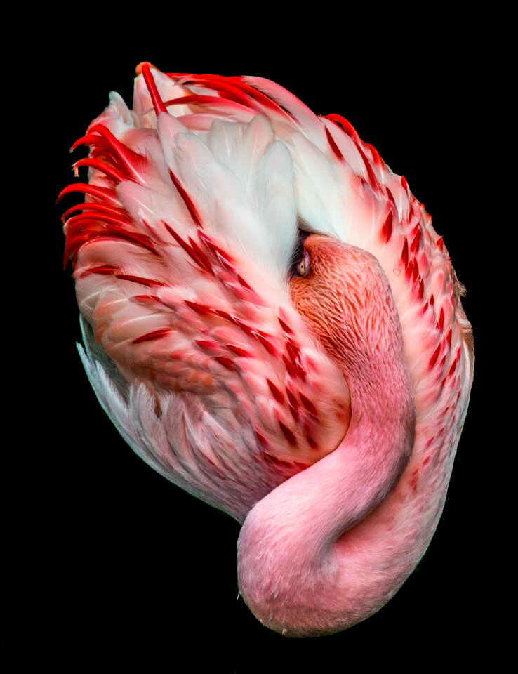 Head elegant color