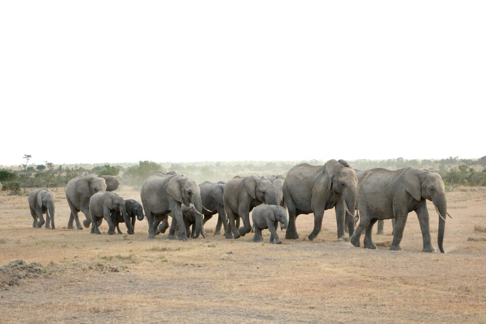 Trunk animal safari