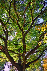 Yellow leaf yellow nature photo