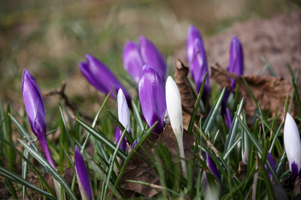 Season crocus close