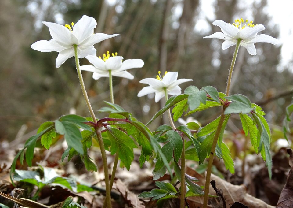Leaf petal wood anemone