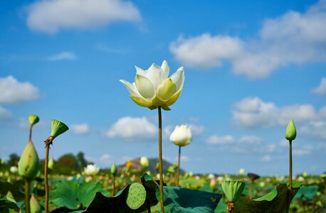 Nature leaves petals