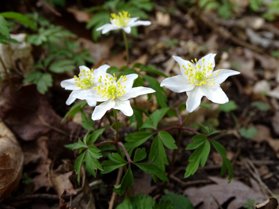 Leaf petal wood anemone