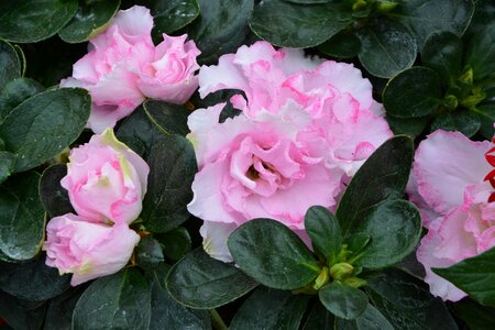 Pot floral composition garden photo