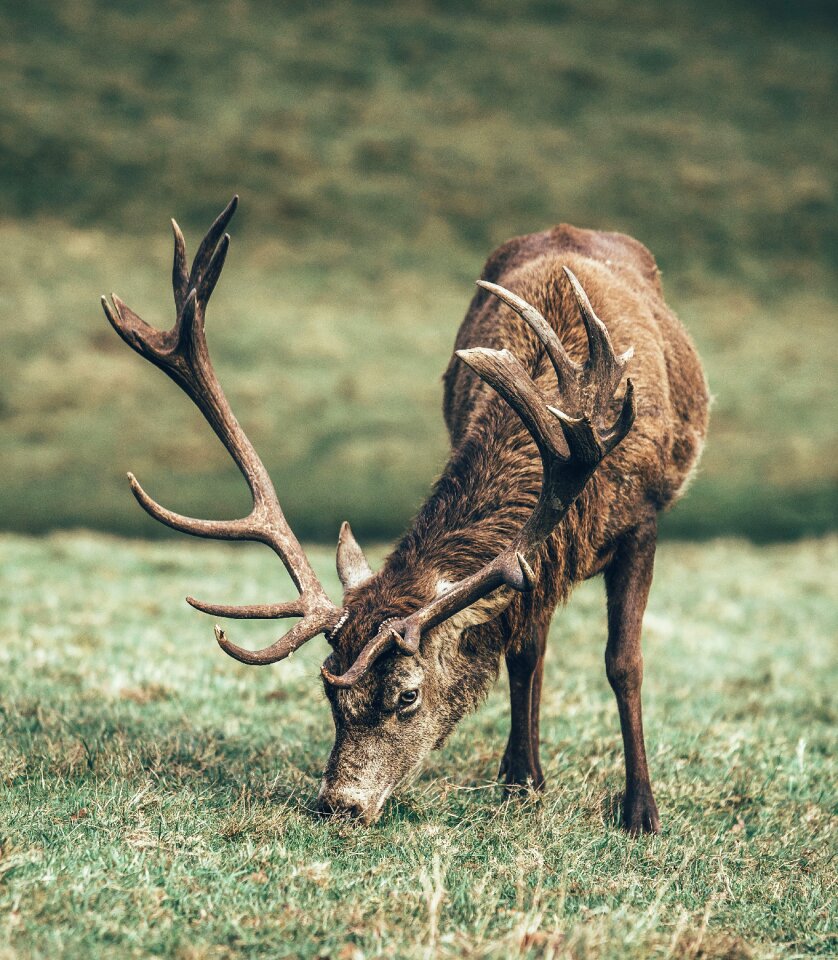 Wildlife forest mountain