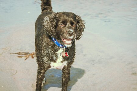 Animal sand water photo