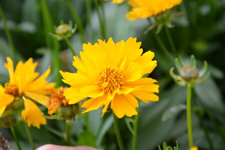 Garden petals yellow was photo