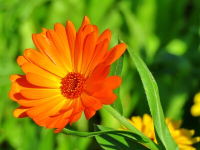 Flower summer plant