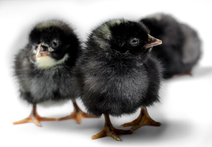 Bird poultry chick photo