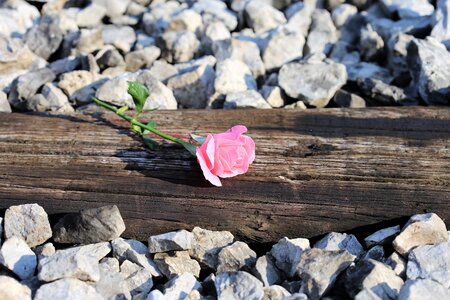 Tragedy condolence nature