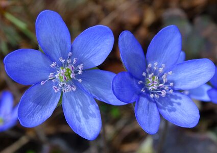 Flower season hepatica