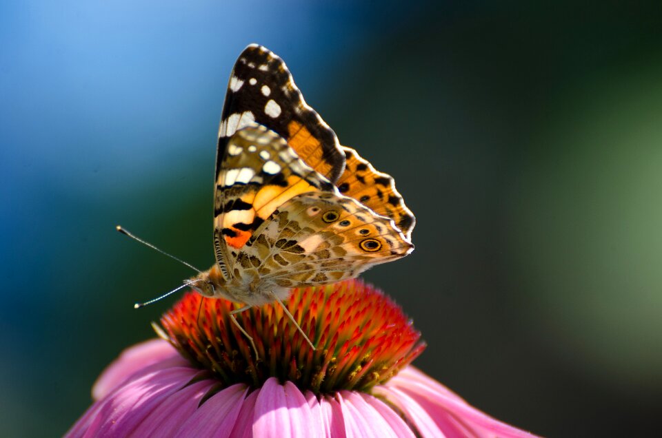 Insect nature summer