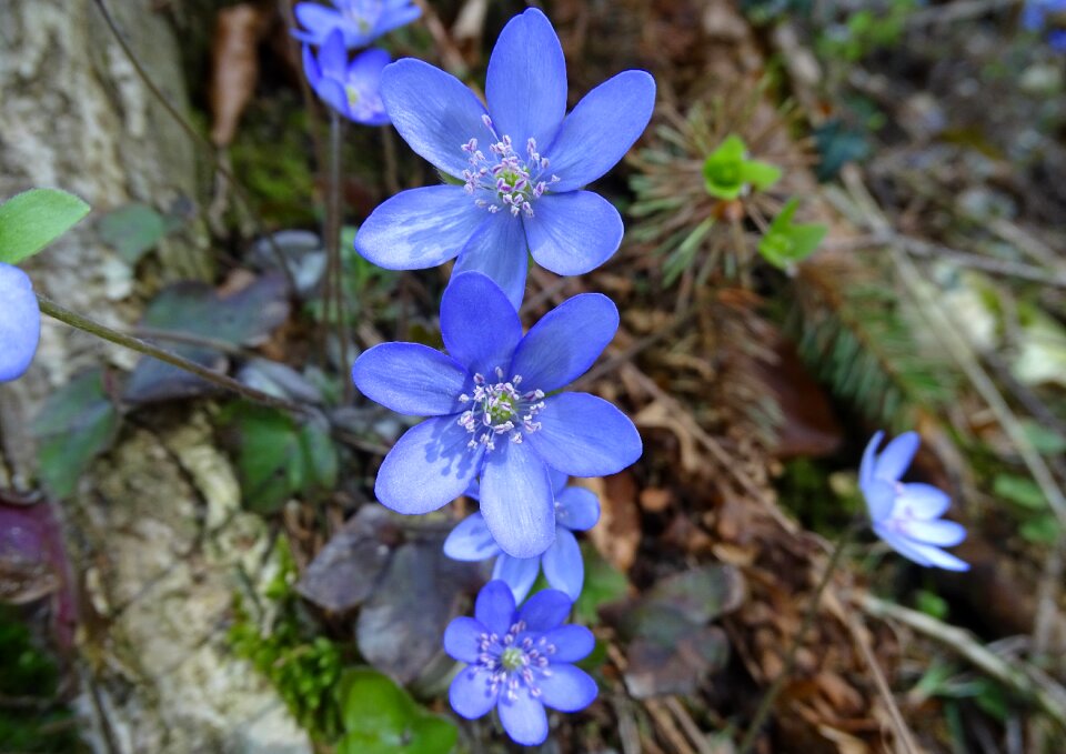 Flower season hepatica