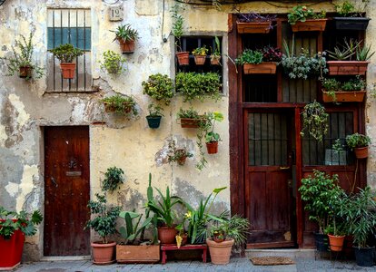 Window plants flowering flowers