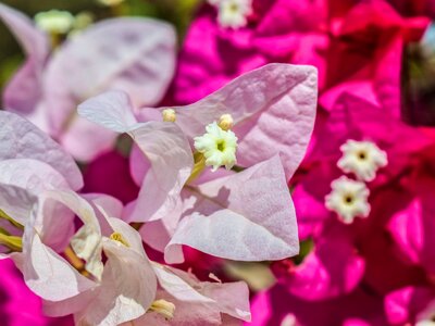 Bright garden nature