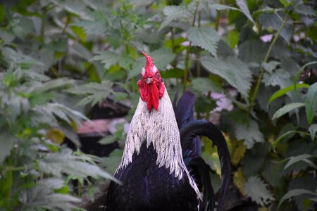 Animal food garden