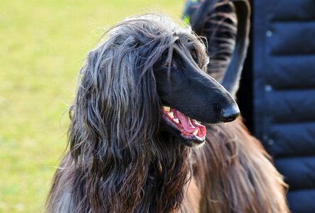 Balutschi-greyhound dog purebred dog