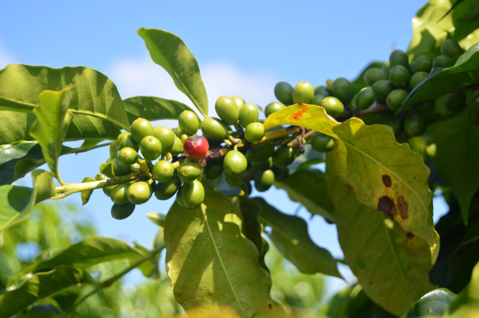 Nature agriculture coffee