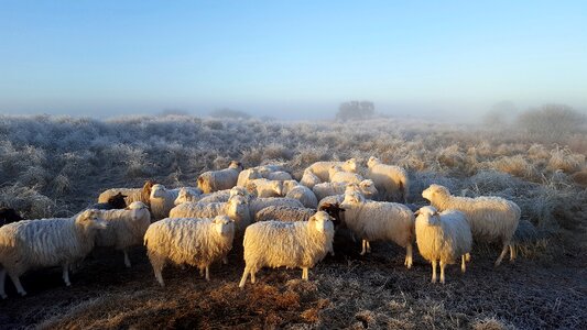 Moor german heath and borkum sheep