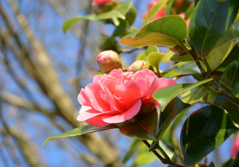 Shrub green leaves plant photo