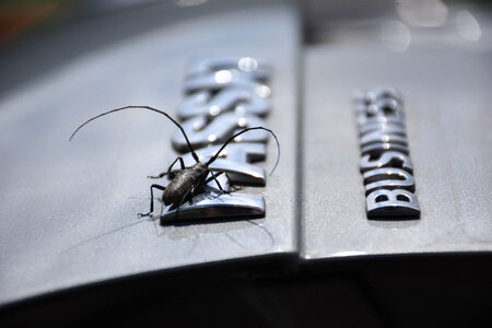 Silver gray beetle
