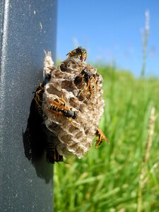 Macro animal team work